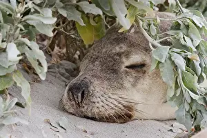 Australian Sea Lion (Neophoca cinerea) in the Seal Bay Conservatino Park, kangaroo Island