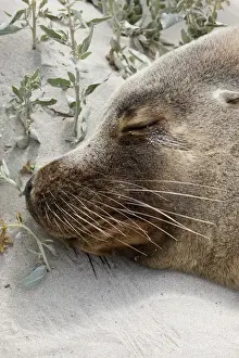 Images Dated 25th November 2011: Australian Sea Lion (Neophoca cinerea) in the Seal Bay Conservatino Park, kangaroo Island