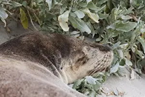 Australian Sea Lion (Neophoca cinerea) in the Seal Bay Conservatino Park, kangaroo Island
