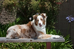 Lying Prints: Australian Shepherd