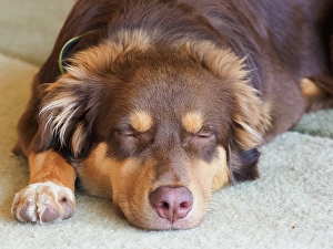Images Dated 3rd September 2024: Australian Shepherd dog sleeping, close-up