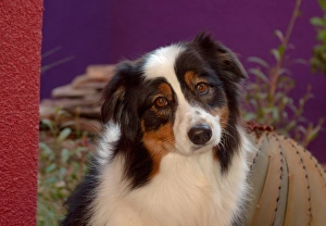 Australian Shepherd Portrait