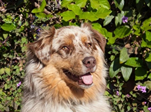 Australian Shepherd Portrait