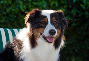 Images Dated 30th March 2012: Australian Shepherd Portrait