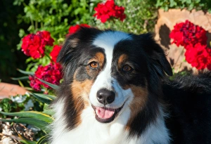 Images Dated 30th March 2012: Australian Shepherd Portrait