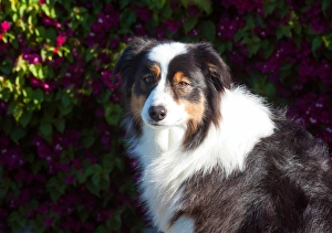 Australian Shepherd Portrait