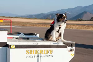 Images Dated 7th October 2006: Australian Shepherd Search and Rescue Dog