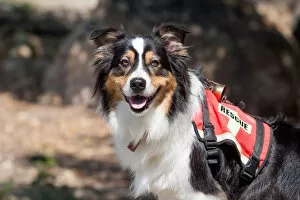 Images Dated 7th October 2006: Australian Shepherd Search and Rescue Dog