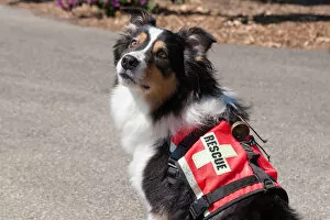 Images Dated 6th October 2006: Australian Shepherd Search and Rescue Dog