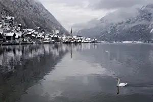 Austria, Hallstatt. Swan on Lake Hallstatt in foreground with city in background