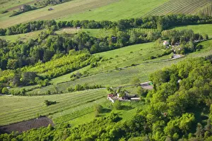 AUSTRIA-Vienna (Grinzing): Leopoldsberg- Mountain View of Vineyards