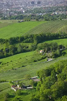 AUSTRIA-Vienna (Grinzing): Leopoldsberg- Mountain View of Vineyards