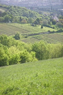 Images Dated 7th May 2004: AUSTRIA-Vienna (Grinzing): View of Grinzing Vineyards