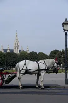 Austria, Vienna. Popular traditional horse-drawn fiaker (carriage) rides around downtown Vienna