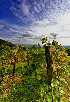 Images Dated 1st October 2010: Austria, Vienna. Vienna has 630 producers - one wine producer per 2