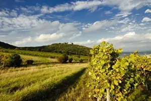 Images Dated 1st October 2010: Austria, Vienna. Vienna has 630 producers - one wine producer per 2