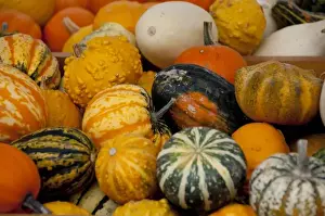 Images Dated 17th September 2009: Austria, Wachau Valley, Melk. Historic downtown Melk, fall pumpkins & squash