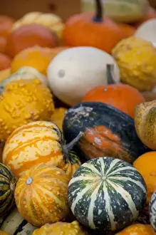Images Dated 17th September 2009: Austria, Wachau Valley, Melk. Historic downtown Melk, fall pumpkins & squash