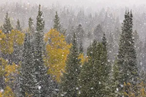 Autumn aspen gold colors and early snowfall, Grand Teton National Park, Wyoming Autumn aspen gold colors and early snowfall, Grand Teton National Park, Wyoming