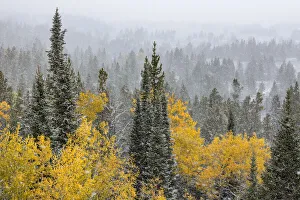 Autumn aspen gold colors and early snowfall, Grand Teton National Park, Wyoming Autumn aspen gold colors and early snowfall, Grand Teton National Park, Wyoming