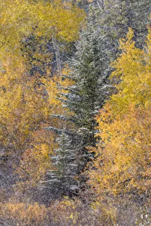 Autumn aspen gold colors and early snowfall, Grand Teton National Park, Wyoming Autumn aspen gold colors and early snowfall, Grand Teton National Park, Wyoming