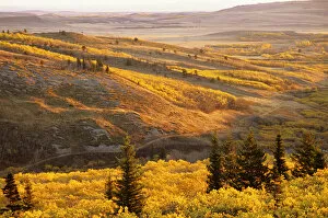 Autumn aspen Groves on the Blackfeet Reservation near Browning Montana