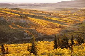 Foothill Prints: Autumn aspen Groves on the Blackfeet Reservation near Browning Montana