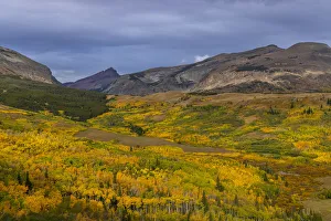 Autumn Aspen groves with Red Mountain in Glacier National Park, Montana, USA