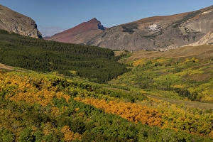 Foothill Prints: Autumn Aspen groves below Red Mountain in Glacier National Park, Montana, USA