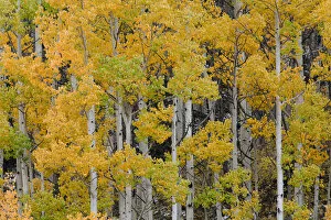 Autumn aspen tree pattern on mountain slope near Crystal Lake, near Ouray, Colorado