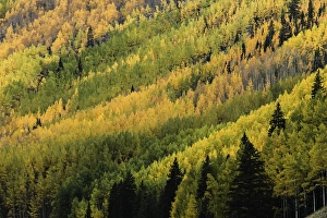 Autumn aspen tree pattern on mountain slope near Crystal Lake, near Ouray, Colorado