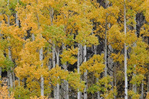 Colorado Prints: Autumn aspen tree pattern on mountain slope near Crystal Lake, near Ouray, Colorado