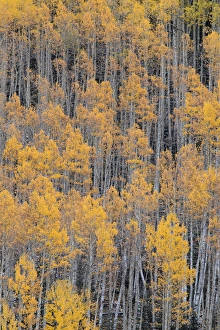 Images Dated 24th September 2016: Autumn aspen tree pattern on mountain slope near Crystal Lake, near Ouray, Colorado