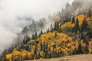 Images Dated 24th September 2016: Autumn aspen trees, mist, and mountain slope at sunrise, from Million Dollar Highway