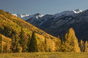 Colorado Prints: Autumn aspen trees on mountain slope from Million Dollar Highway near Crystal Lake
