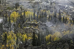 Autumn aspen trees on nearly vertical mountain slope, near Crystal Lake, Ouray, Colorado
