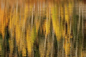 Crystal Lake Prints: Autumn aspen trees reflecting on lake, Colorado
