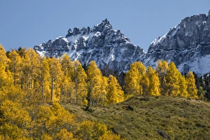 Images Dated 24th September 2016: Autumn aspen trees and Sneffels Range
