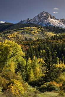 Autumn aspen trees and Sneffels Range, Mount Sneffels Wilderness, Uncompahgre National Forest