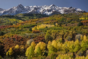 Images Dated 25th September 2016: Autumn aspen trees and Sneffels Range