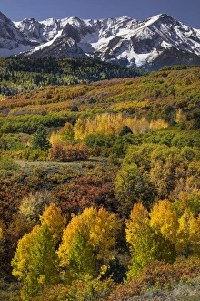 Images Dated 25th September 2016: Autumn aspen trees and Sneffels Range