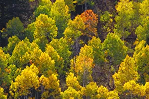 Images Dated 17th October 2005: Autumn aspens in Logan Canyon Utah