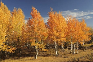 Frenchglen Prints: Autumn Aspens, Steens Mountain, Frenchglen, Oregon, USA