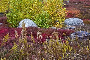 Boulders Prints: autumn; blueberry barrens; granite rocks; East Orland; Maine; USA