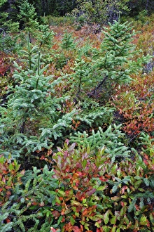Images Dated 12th October 2005: Autumn blueberry foliage in Spruce Fir and Pitch Pine forest, Wonderland Trail, Mount Desert Island