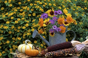 Cosmos Prints: Autumn Bouquet- Asters, Cosmos, Gaillardia, Goldenrod in watering can. Mini gourds