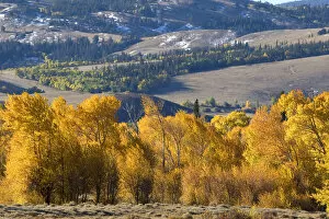 Autumn color on cottonwood trees near Arlington, Wyoming