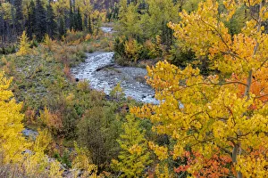 Images Dated 13th October 2018: Autumn color along Divide Creek in Glacier National Park, Montana, USA