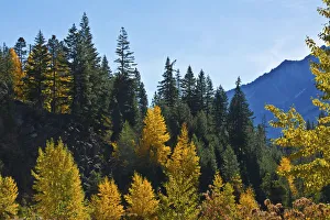Landscape Prints: Autumn color, Icicle Gorge, Wenatchee National Forest, Washington State, USA