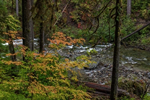 Images Dated 8th October 2023: Autumn color along the Ohanapecosh River in Mount Rainier National Park
